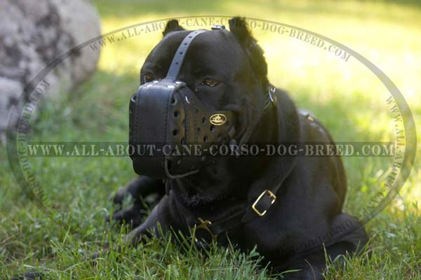 Training Cane Corso Muzzle