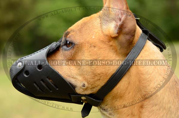 Walking Pitbull Muzzle