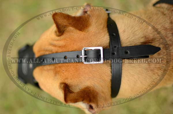 Everyday Leather Dog Muzzle