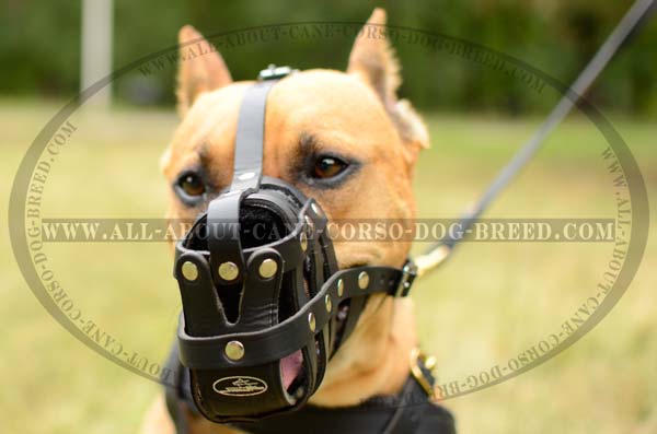 Dependable Leather Mesh Cage Pitbull Muzzle