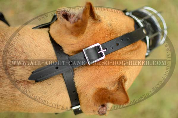 Basket Metal Dog Muzzle American Light Pit Bull Terrier