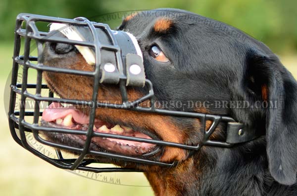 Walking Rottweiler Dog Wire Muzzle