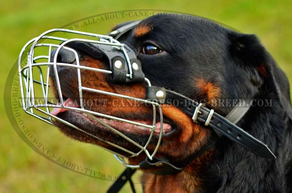 Designer Metal Basket Dog Muzzle for Rottweilers