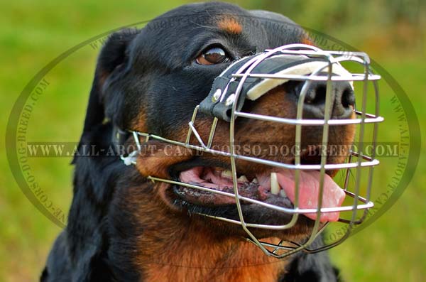 Extra Oridnary Metal Dog Muzzle