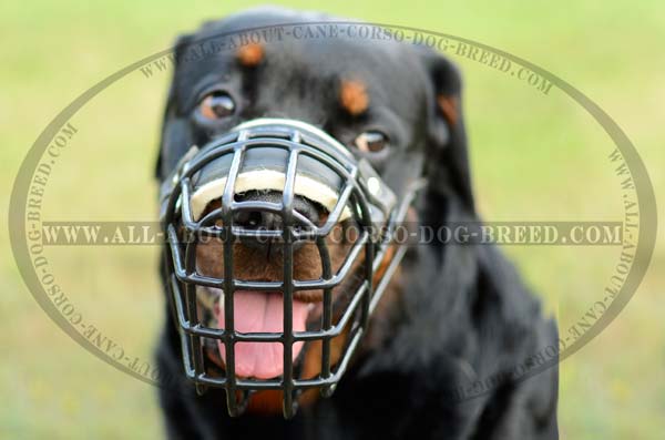 Custom Made Wire Basket Dog Muzzle