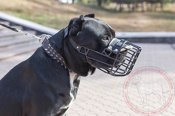 Rubber covered wire dog muzzle for Cane Corso