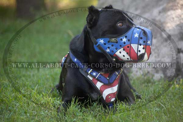 Painted Leather Cane Corso Muzzle for Attack Dog Training