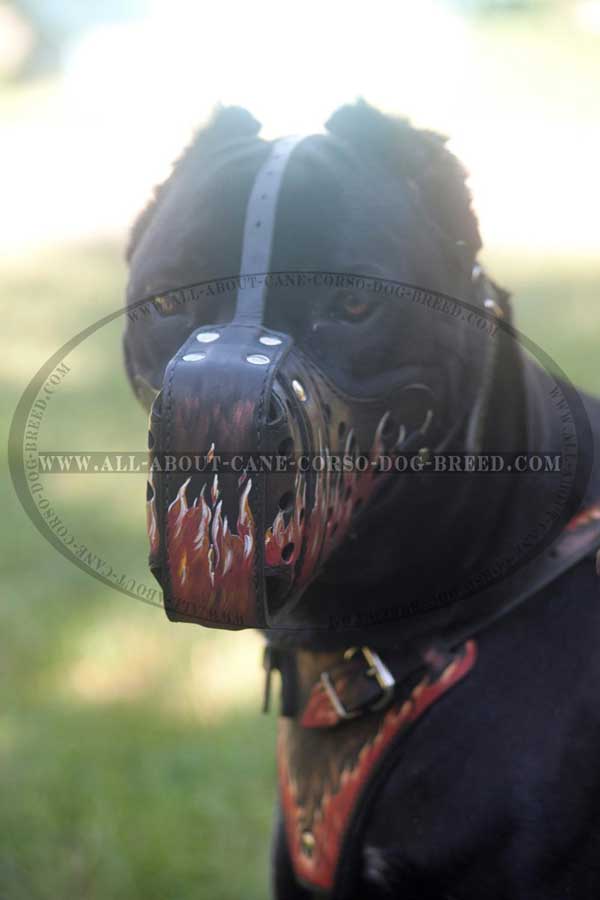 Painted Leather Dog Muzzle Exclusive for Cane Corso