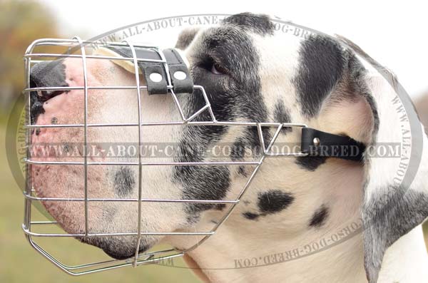 Special Design Metal Dog Muzzle