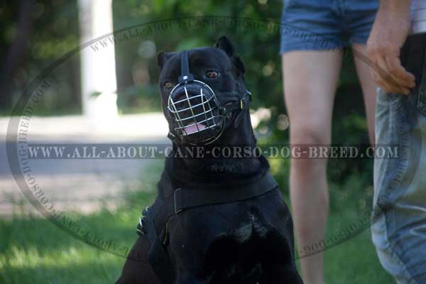 Cane Corso Muzzle Metal Cage Super Lightweight