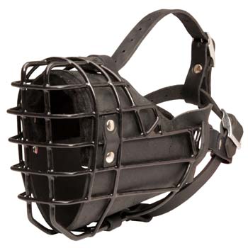 Cane Corso leather dog muzzle for winter training