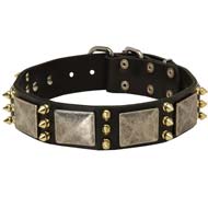 Designer Spiked Leather Dog Collar with Vintage Nickel Massive Plates and 3 Brass Spikes